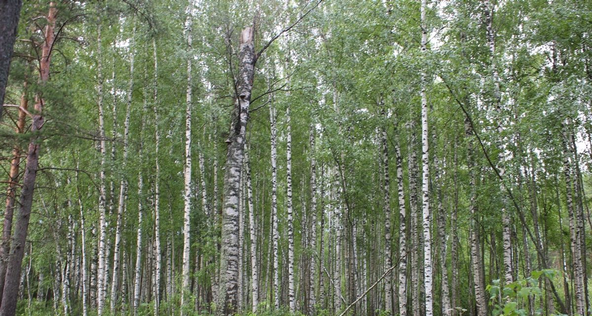 Под Череповцом ищут семью с четырехлетним ребенком, заблудившуюся в лесу