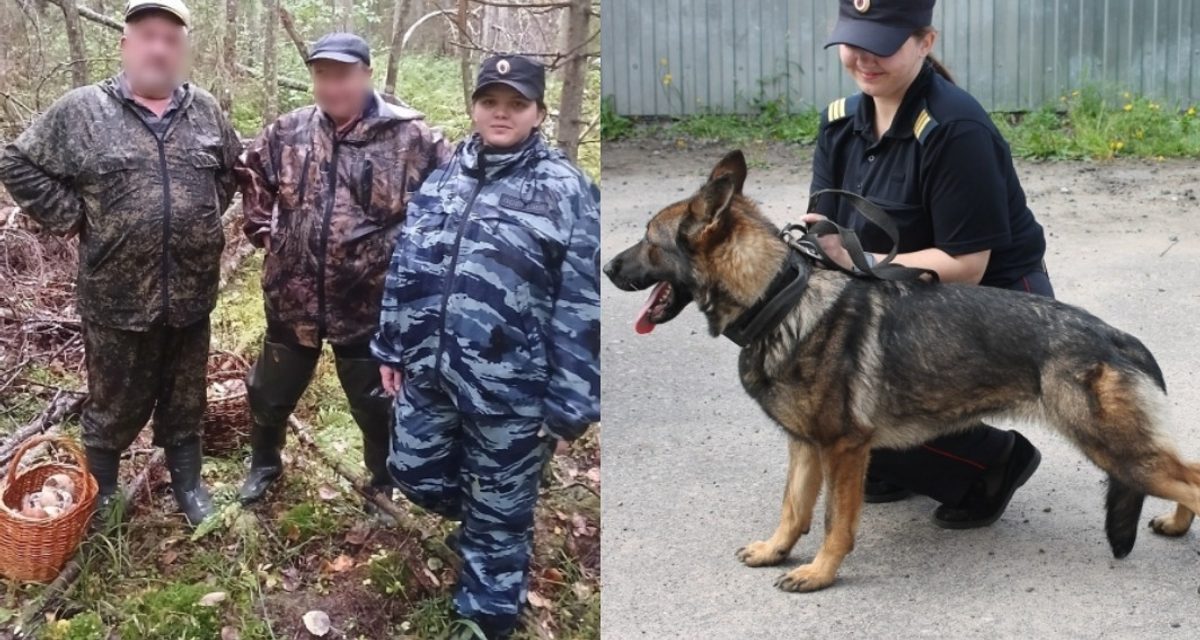 Овчарка нашла заблудившихся грибников, а за сутки таких вызовов было три